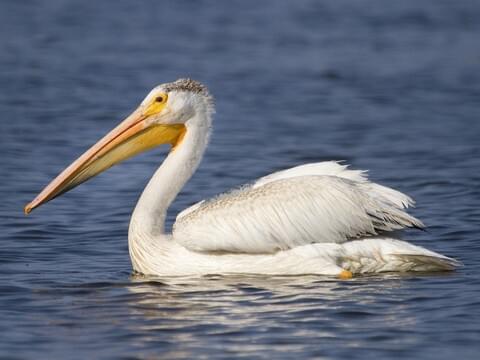 American White Pelican