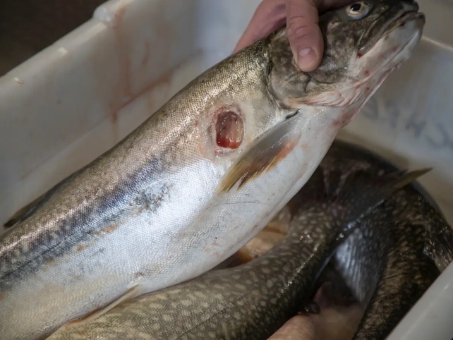 Arctic Lamprey