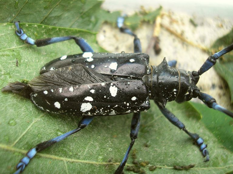 Asian Long Horned Beetle