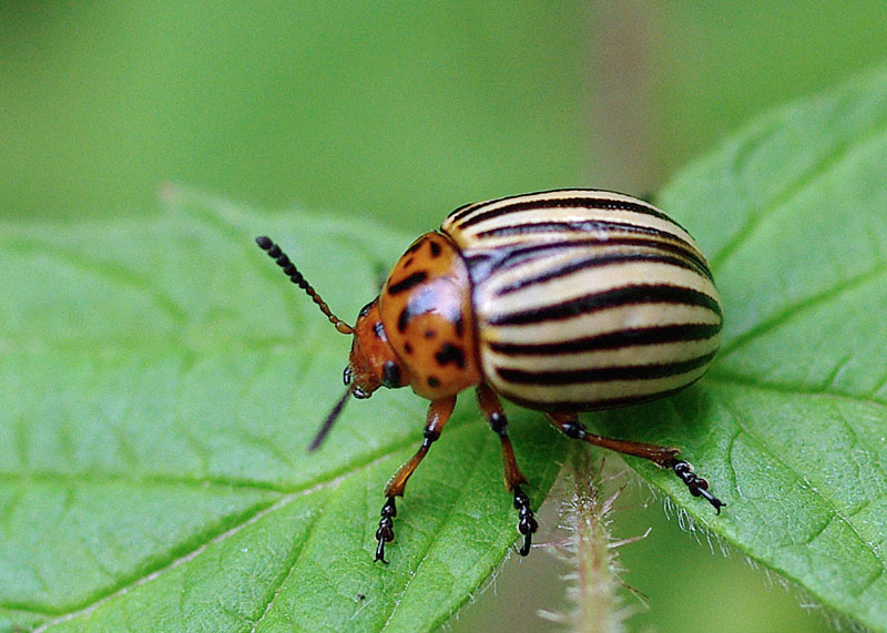 Colorado Potato Beetle