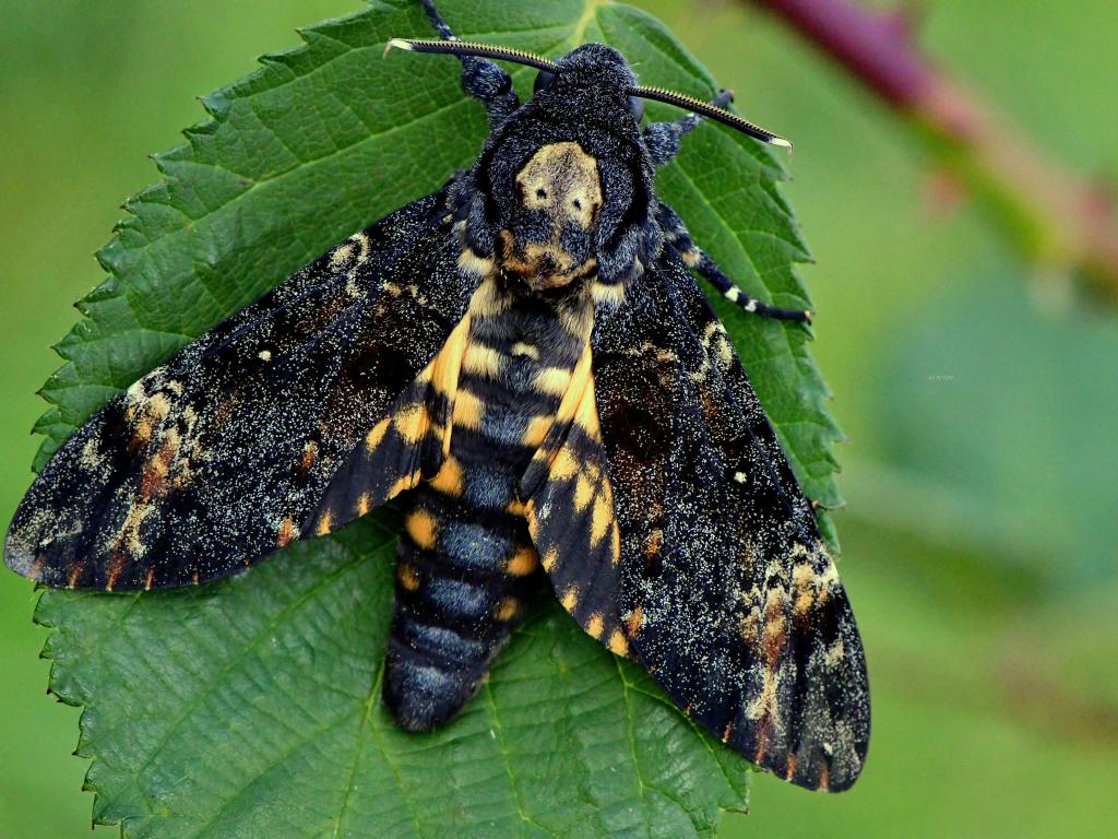 Deaths Head Hawkmoth