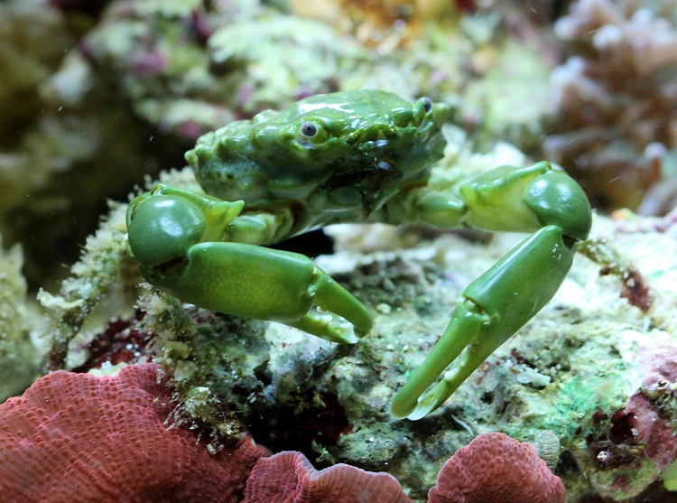 Emerald Crab