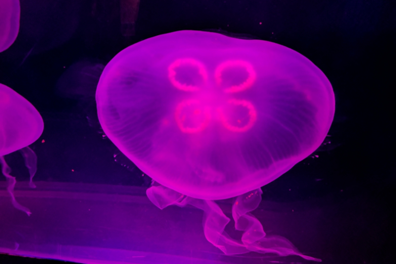 Moon Jellyfish