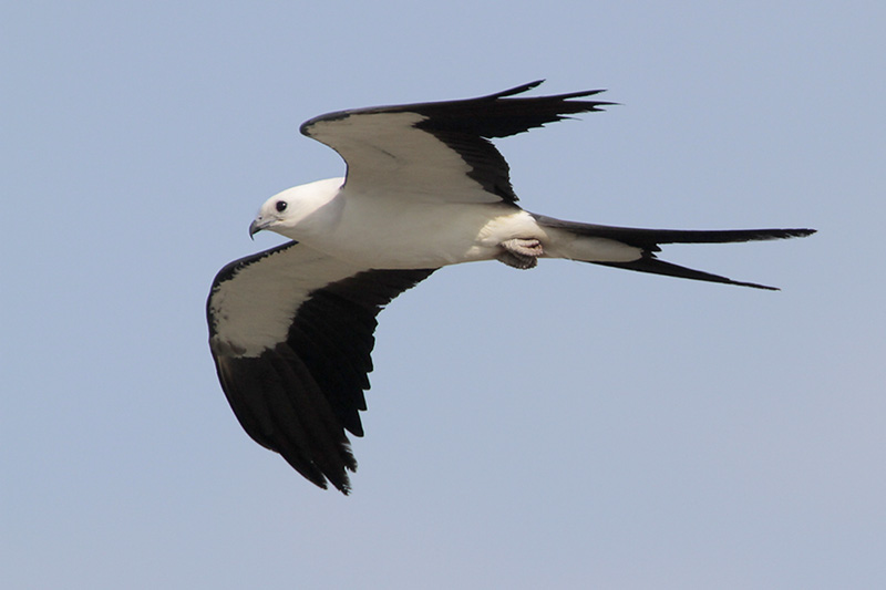 Swallow Tailed Kite