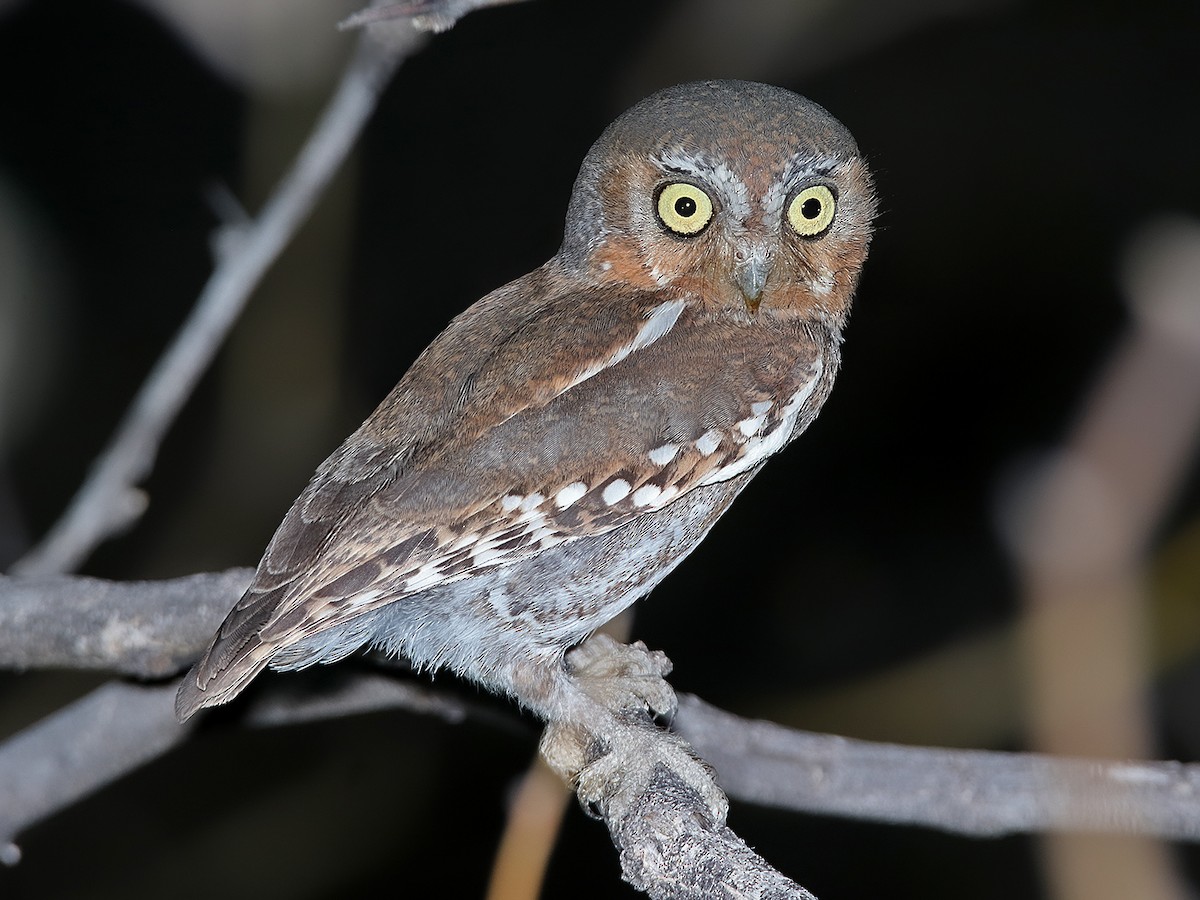 elf owl