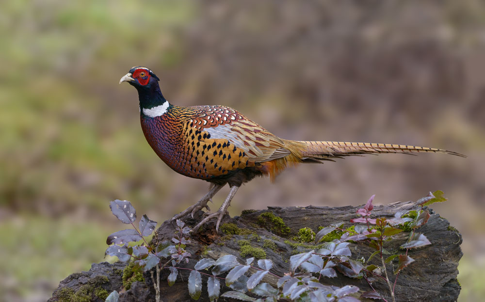 ringneck pheasant