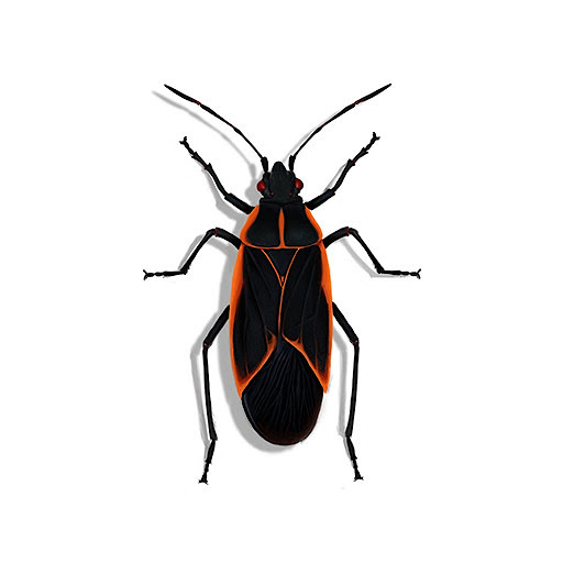 Boxelder Bug