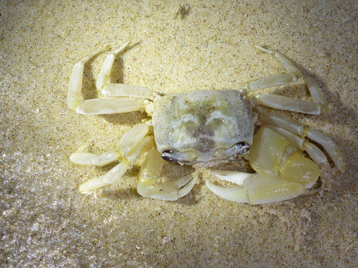 Ghost Crab Sand Crab