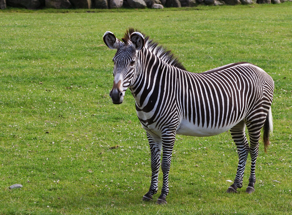 Grevys Zebra